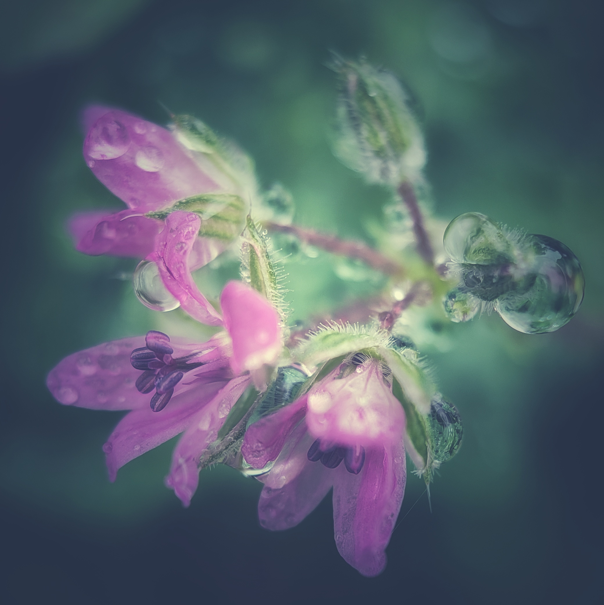 fleurs sauvage - à propos - Les paillettes by Pepite