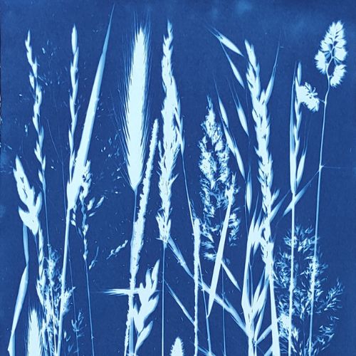 Cyanotypes herbes sauvages - Les paillettes by Pepite