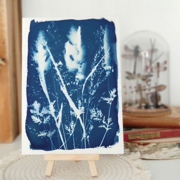 cyanotype herbes sauvages