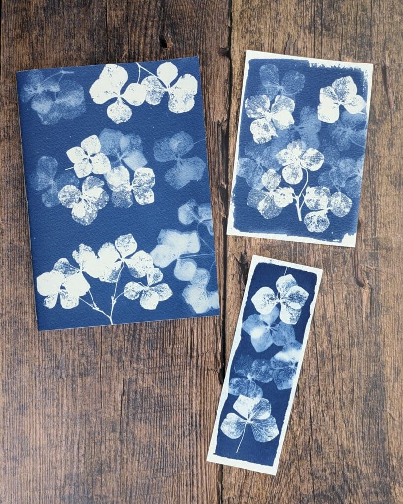 cyanotype pétales de fleurs d'hortensia