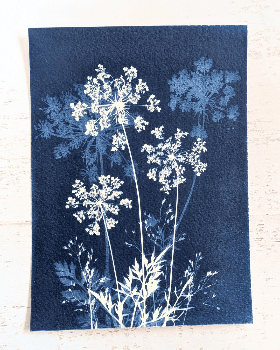 3 cyanotypes végétaux - Anne – Image 3