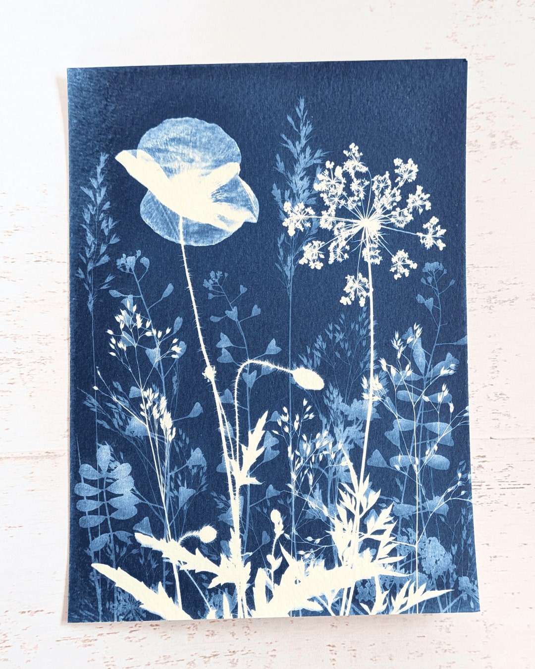 3 cyanotypes végétaux - Anne – Image 5