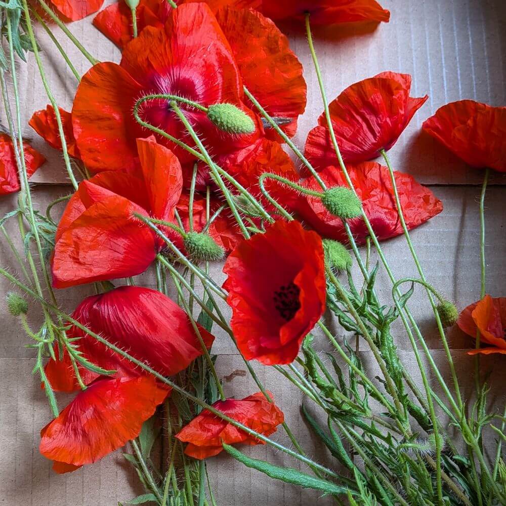 végétaux coquelicots cueillis pour cyanotype botanique artisanal