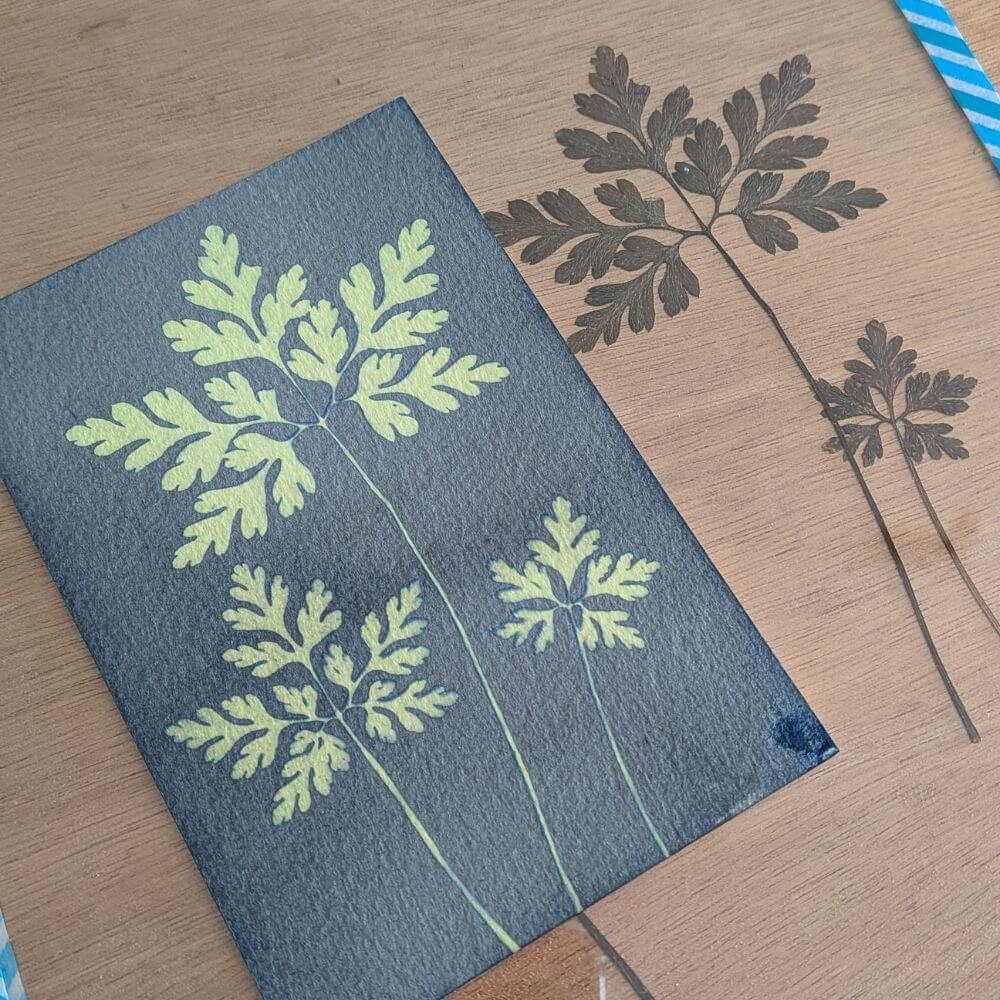 Plantes à coté du cyanotype exposé au soleil