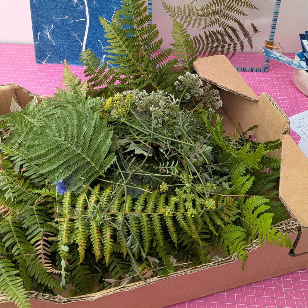 plantes fraîches utilisées pour cyanotype botanique