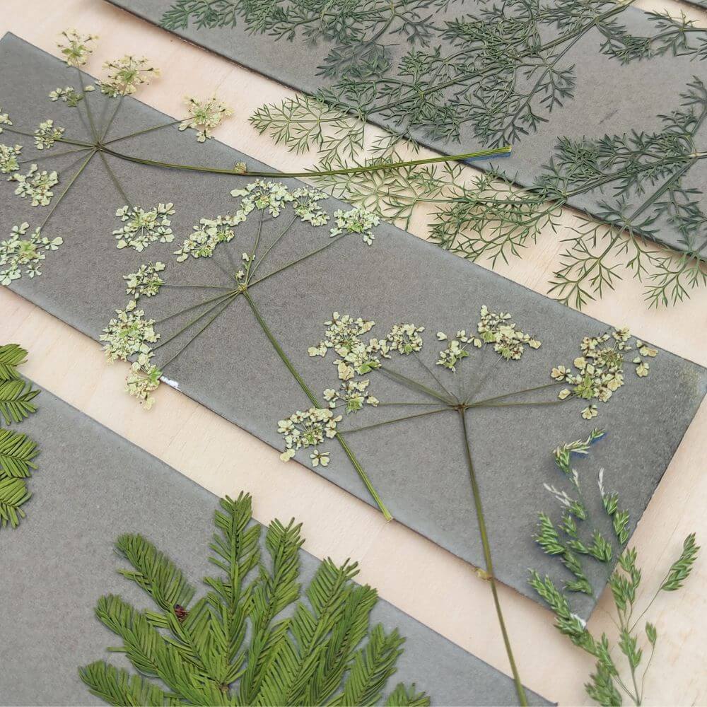 plantes posées sur le papier photosensible